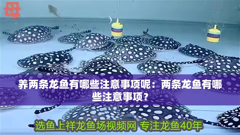 養兩條龍魚有哪些注意事項呢：兩條龍魚有哪些注意事項？