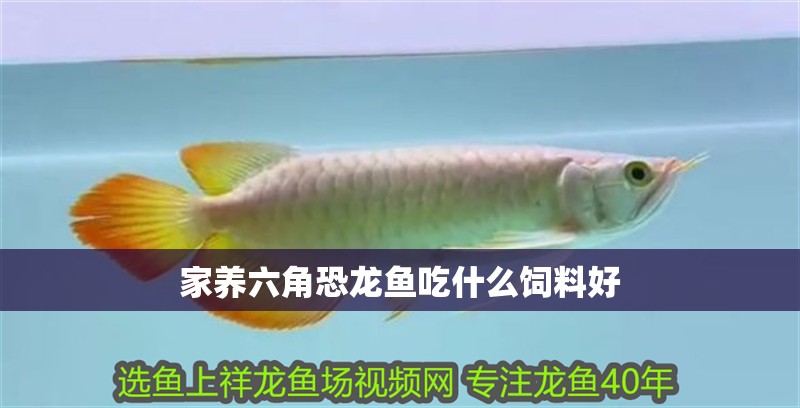 家養(yǎng)六角恐龍魚吃什么飼料好
