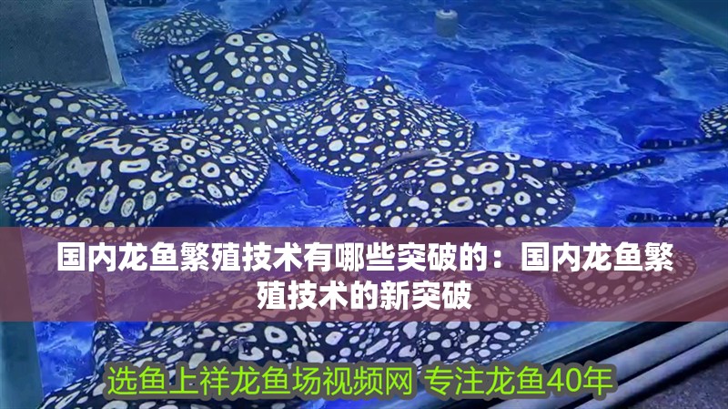 國內(nèi)龍魚繁殖技術(shù)有哪些突破的：國內(nèi)龍魚繁殖技術(shù)的新突破