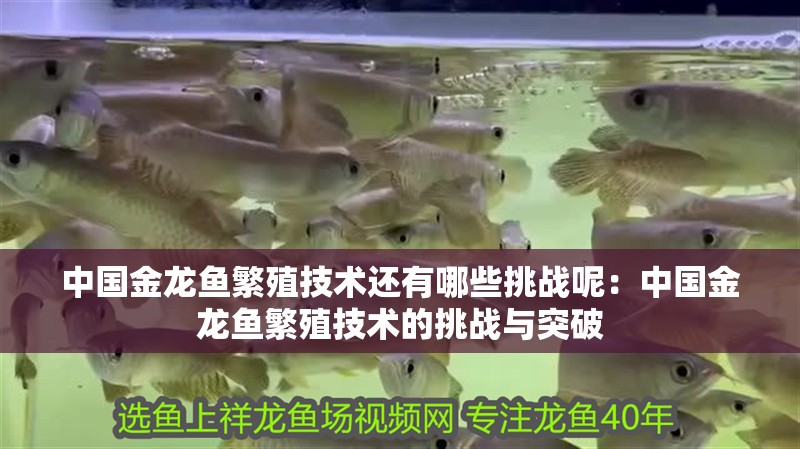 中國金龍魚繁殖技術還有哪些挑戰(zhàn)呢：中國金龍魚繁殖技術的挑戰(zhàn)與突破
