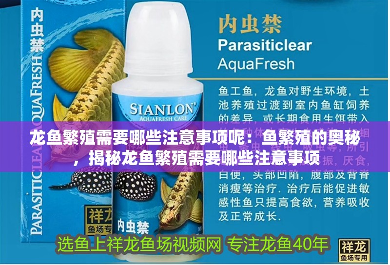 龍魚繁殖需要哪些注意事項呢：魚繁殖的奧秘，揭秘龍魚繁殖需要哪些注意事項