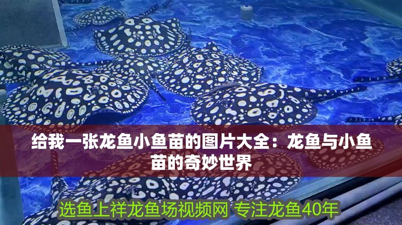 熱帶龍魚圖片 熱帶龍魚圖片 龍魚百科