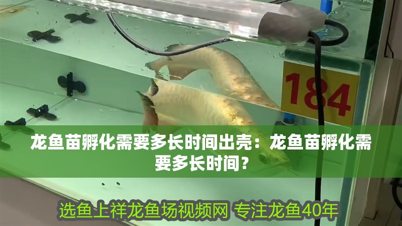 龍魚苗孵化需要多長時間出殼：龍魚苗孵化需要多長時間？