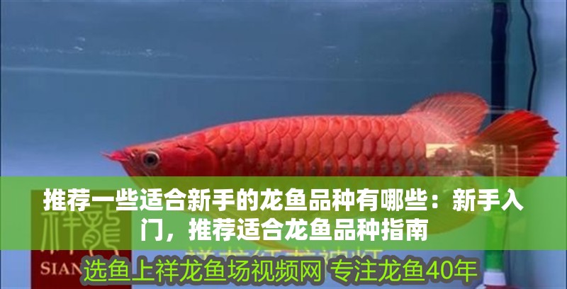 推薦一些適合新手的龍魚(yú)品種有哪些：新手入門(mén)，推薦適合龍魚(yú)品種指南