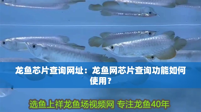 龍魚芯片查詢網址：龍魚網芯片查詢功能如何使用？