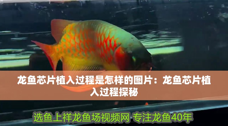 龍魚芯片植入過程是怎樣的圖片：龍魚芯片植入過程探秘