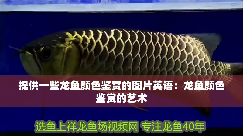 提供一些龍魚(yú)顏色鑒賞的圖片英語(yǔ)：龍魚(yú)顏色鑒賞的藝術(shù)