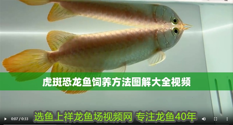 虎斑恐龍魚飼養(yǎng)方法圖解大全視頻