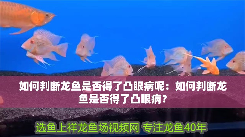 如何判斷龍魚是否得了凸眼病呢：如何判斷龍魚是否得了凸眼病？