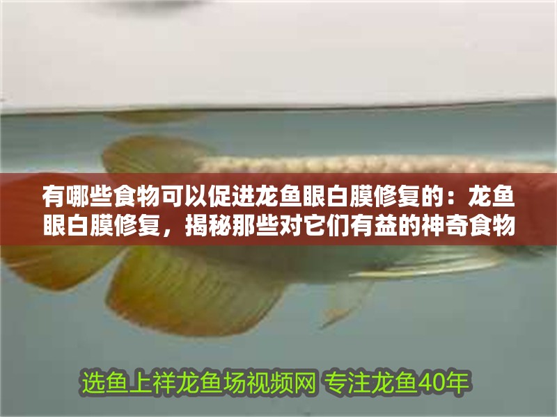 有哪些食物可以促進龍魚眼白膜修復的：龍魚眼白膜修復，揭秘那些對它們有益的神奇食物