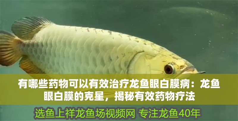 有哪些藥物可以有效治療龍魚眼白膜病：龍魚眼白膜的克星，揭秘有效藥物療法