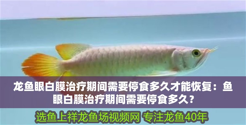 龍魚(yú)眼白膜治療期間需要停食多久才能恢復(fù)：魚(yú)眼白膜治療期間需要停食多久？