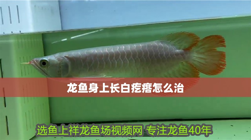 龍魚身上長白疙瘩怎么治