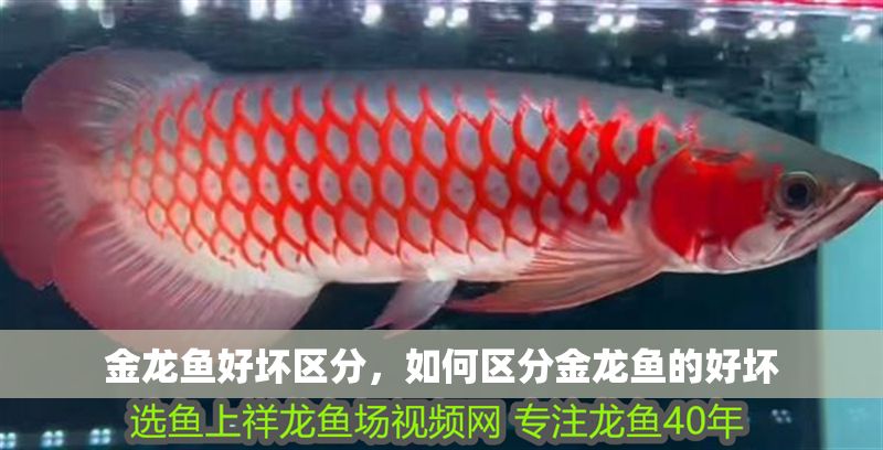 金龍魚好壞區分，如何區分金龍魚的好壞