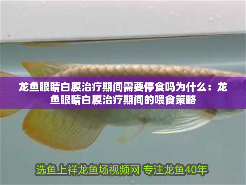 龍魚眼睛白膜治療期間需要停食嗎為什么：龍魚眼睛白膜治療期間的喂食策略