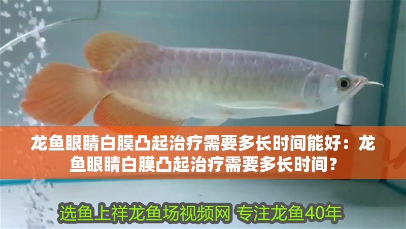 龍魚眼睛白膜凸起治療需要多長時間能好：龍魚眼睛白膜凸起治療需要多長時間？