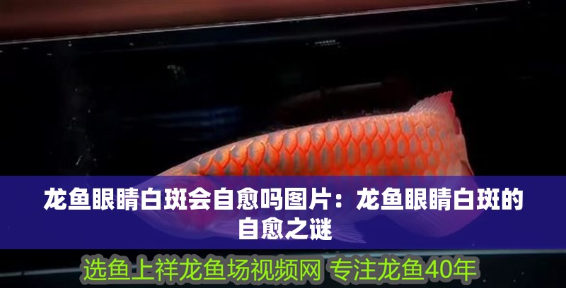 龍魚眼睛白斑會自愈嗎圖片：龍魚眼睛白斑的自愈之謎