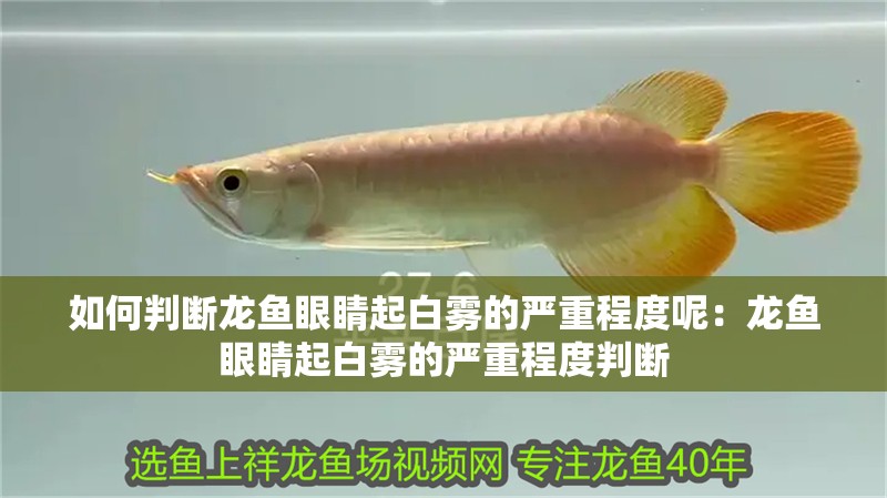 如何判斷龍魚眼睛起白霧的嚴重程度呢：龍魚眼睛起白霧的嚴重程度判斷