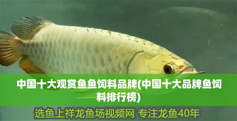 中國十大觀賞魚魚飼料品牌(中國十大品牌魚飼料排行榜)