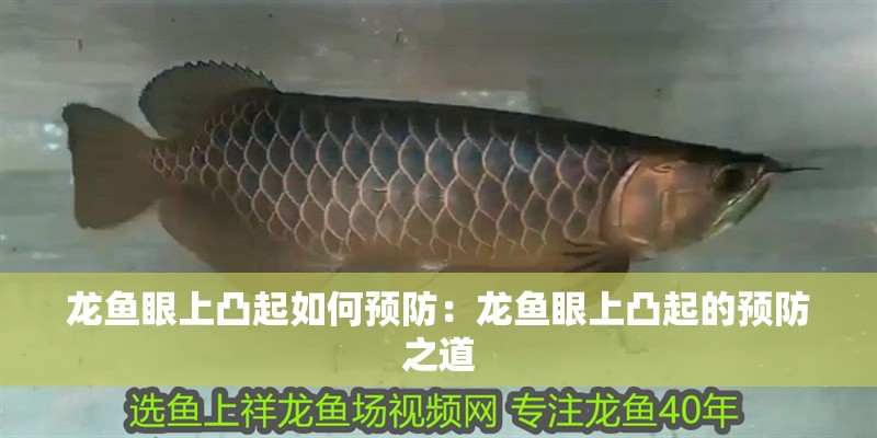 龍魚眼上凸起如何預防：龍魚眼上凸起的預防之道 龍魚眼上凸起如何預防：龍魚眼上凸起的預防之道 水族問答