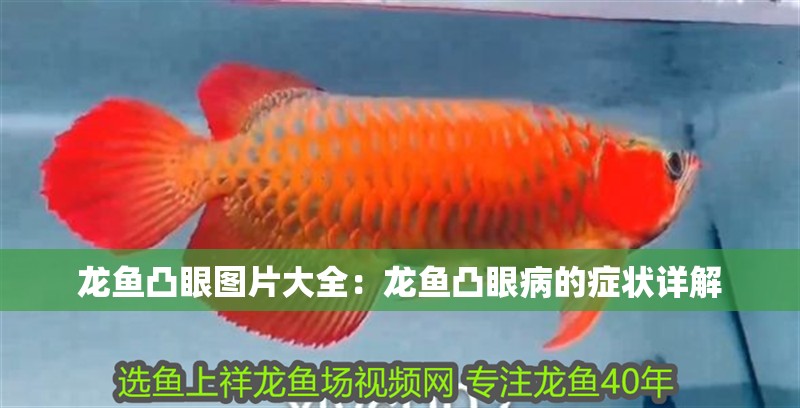 龍魚凸眼圖片大全：龍魚凸眼病的癥狀詳解