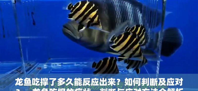 龍魚吃撐了多久能反應出來？如何判斷及應對？，龍魚吃撐的癥狀、判斷與應對方法全解析
