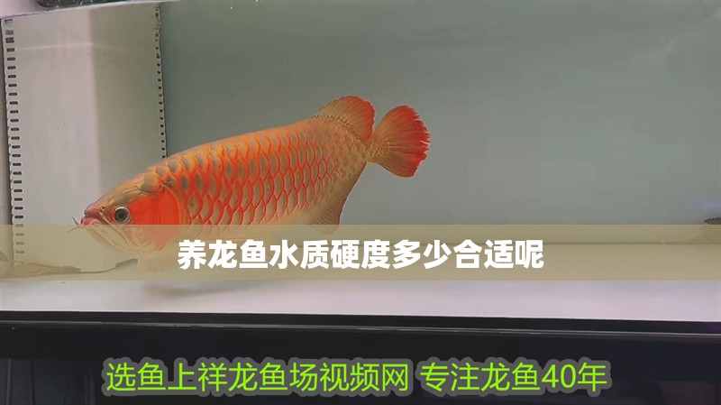 養龍魚水質硬度多少合適呢 養龍魚水質硬度多少合適呢 龍魚百科