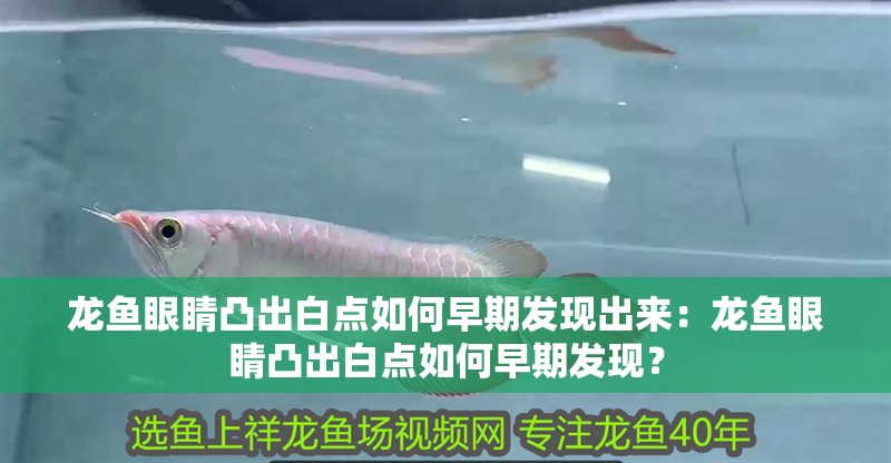龍魚眼睛凸出白點如何早期發現出來：龍魚眼睛凸出白點如何早期發現？