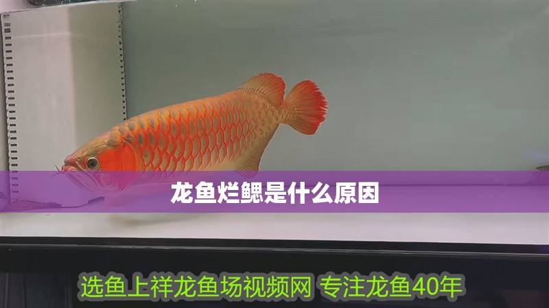 龍魚爛鰓是什么原因