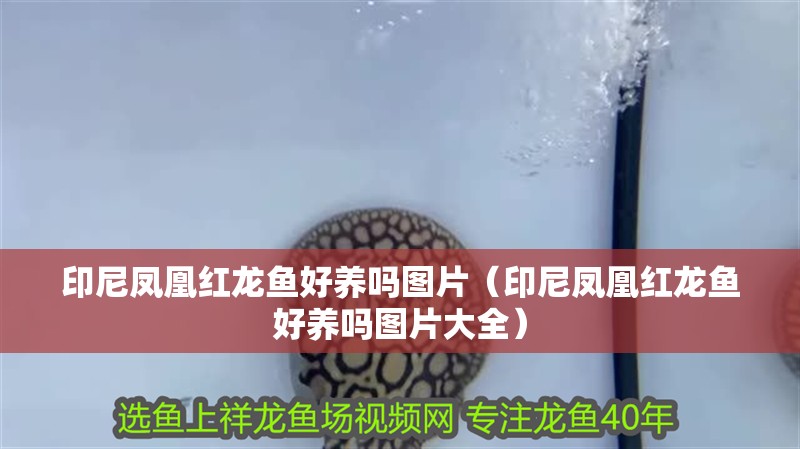 印尼鳳凰紅龍魚好養嗎圖片（印尼鳳凰紅龍魚好養嗎圖片大全）