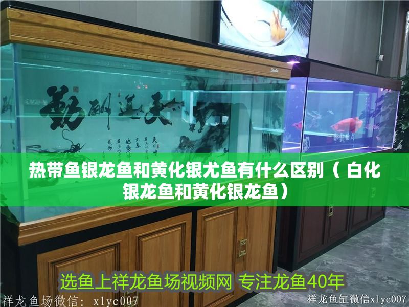 熱帶魚銀龍魚和黃化銀尤魚有什么區(qū)別（ 白化銀龍魚和黃化銀龍魚）