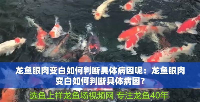 龍魚眼肉變白如何判斷具體病因呢：龍魚眼肉變白如何判斷具體病因？