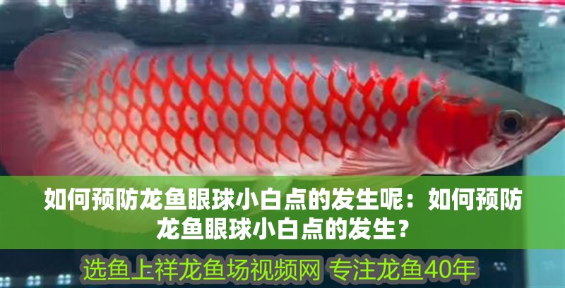 如何預防龍魚眼球小白點的發生呢：如何預防龍魚眼球小白點的發生？