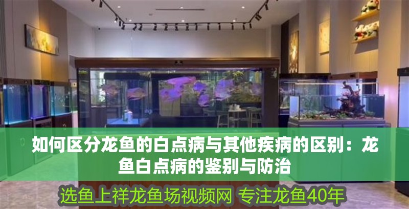 如何區分龍魚的白點病與其他疾病的區別：龍魚白點病的鑒別與防治