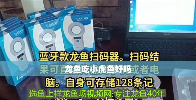 龍魚吃小虎魚好嗎 龍魚吃小虎魚好嗎 龍魚百科 第2張