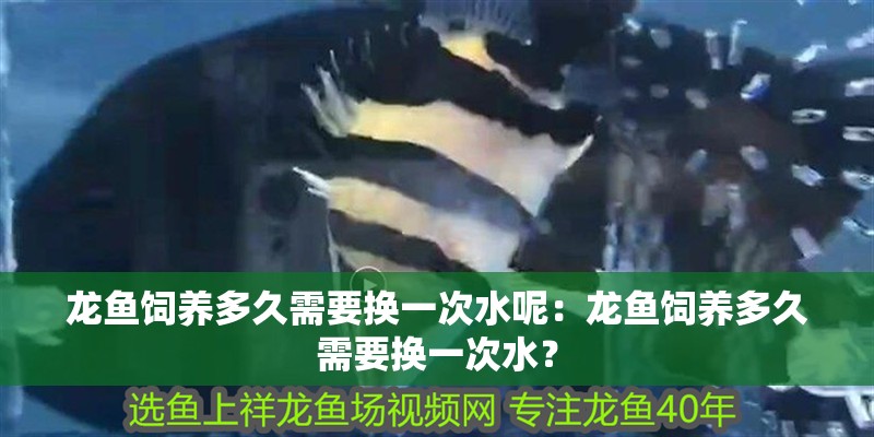 龍魚飼養(yǎng)多久需要換一次水呢：龍魚飼養(yǎng)多久需要換一次水？