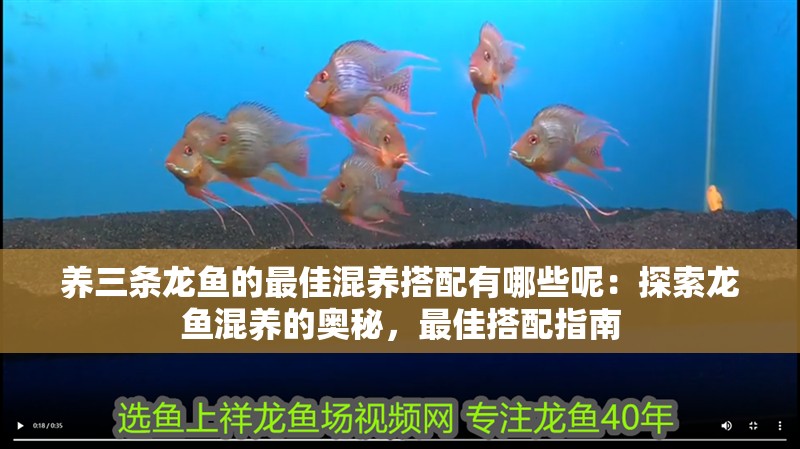 養三條龍魚的最佳混養搭配有哪些呢：探索龍魚混養的奧秘，最佳搭配指南