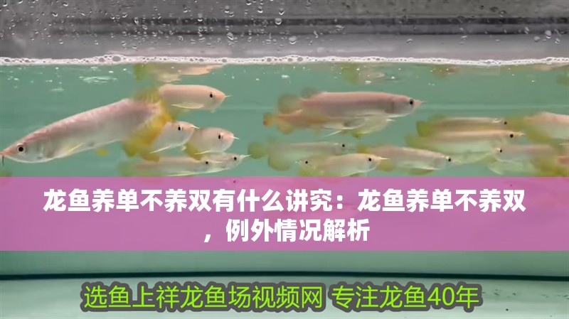 龍魚養(yǎng)單不養(yǎng)雙有什么講究：龍魚養(yǎng)單不養(yǎng)雙，例外情況解析