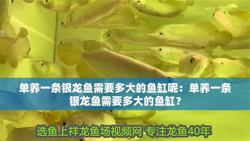單養(yǎng)一條銀龍魚需要多大的魚缸呢：單養(yǎng)一條銀龍魚需要多大的魚缸？