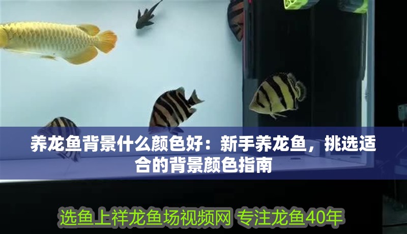 養龍魚背景什么顏色好：新手養龍魚，挑選適合的背景顏色指南
