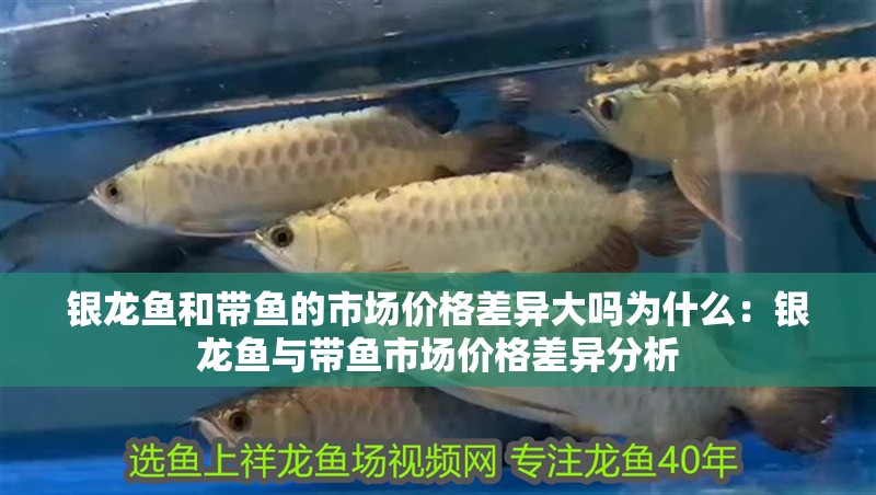 銀龍魚和帶魚的市場價格差異大嗎為什么：銀龍魚與帶魚市場價格差異分析