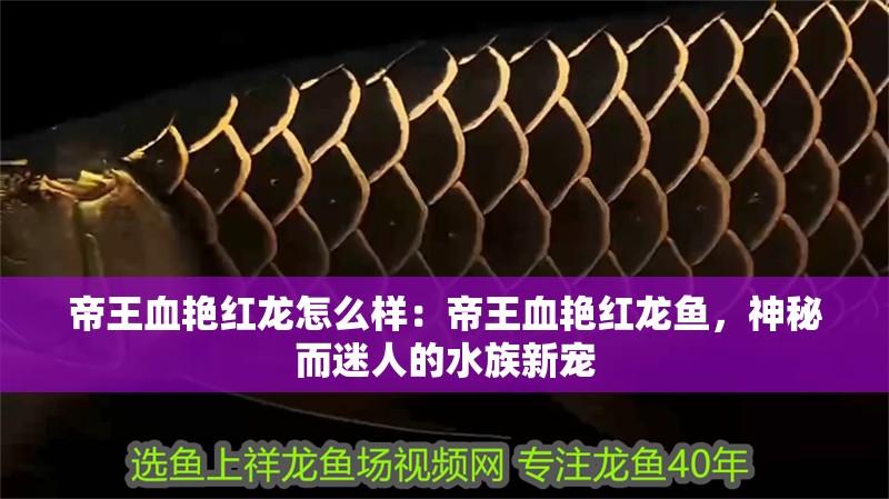 帝王血艷紅龍怎么樣：帝王血艷紅龍魚，神秘而迷人的水族新寵