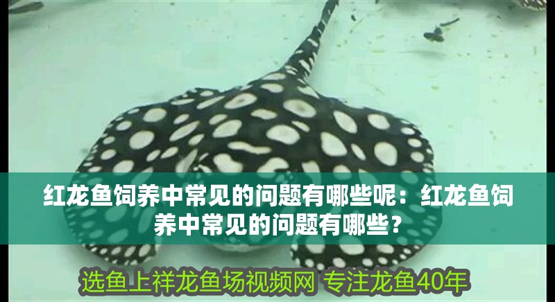 紅龍魚(yú)飼養(yǎng)中常見(jiàn)的問(wèn)題有哪些呢：紅龍魚(yú)飼養(yǎng)中常見(jiàn)的問(wèn)題有哪些？ 紅龍魚(yú)飼養(yǎng)中常見(jiàn)的問(wèn)題有哪些呢：紅龍魚(yú)飼養(yǎng)中常見(jiàn)的問(wèn)題有哪些？ 水族問(wèn)答