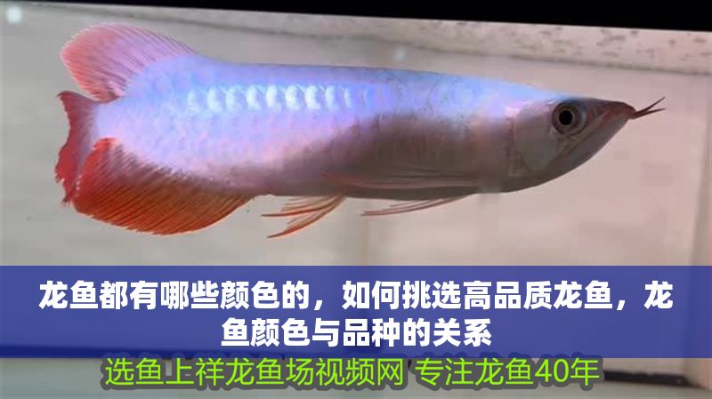 龍魚都有哪些顏色的，如何挑選高品質(zhì)龍魚，龍魚顏色與品種的關(guān)系