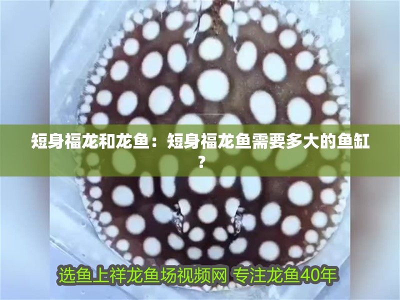 短身福龍和龍魚：短身福龍魚需要多大的魚缸？