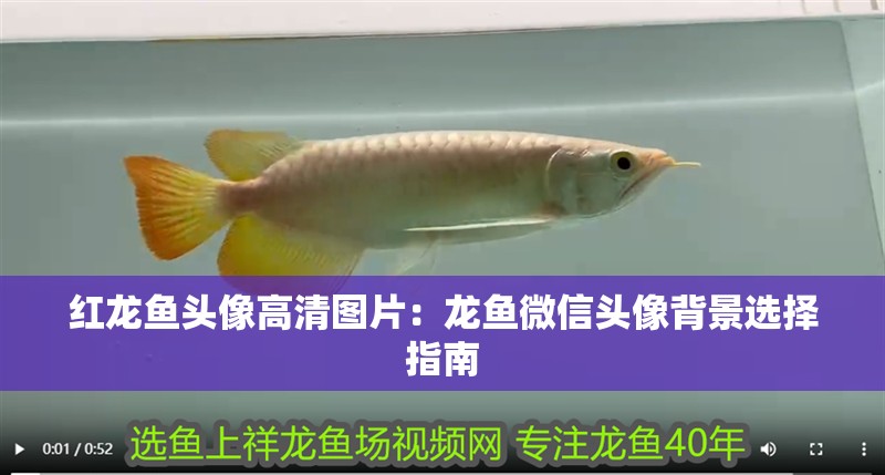 魚缸用增氧泵價(jià)格是多少:魚缸增氧機(jī)-xtrac增氧機(jī)-xtrac增氧機(jī) 紅龍魚頭像高清圖片:龍魚微信頭像背景選擇指南 水族問答 紅龍魚頭像高清圖片:龍魚微信頭像背景選擇指南 紅龍魚頭像高清圖片:龍魚微信頭像背景選擇指南 水族問答