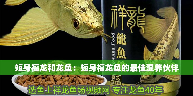 短身福龍和龍魚：短身福龍魚的最佳混養(yǎng)伙伴