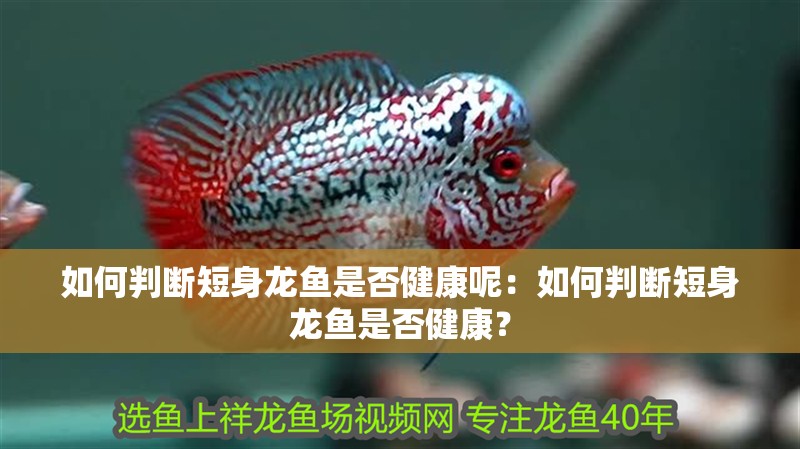 如何判斷短身龍魚是否健康呢：如何判斷短身龍魚是否健康？