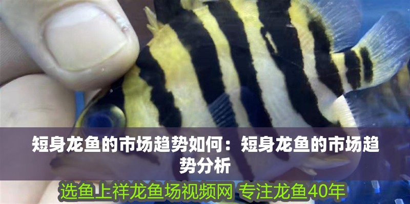 短身龍魚(yú)的市場(chǎng)趨勢(shì)如何：短身龍魚(yú)的市場(chǎng)趨勢(shì)分析