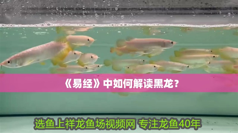 《易經(jīng)》中如何解讀黑龍？